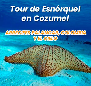 Tour de Esnórquel en Cozumel Arrecifes Palancar, Colombia y El Cielo