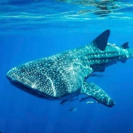 Swim with Whale Shark Tour Departing from Cozumel