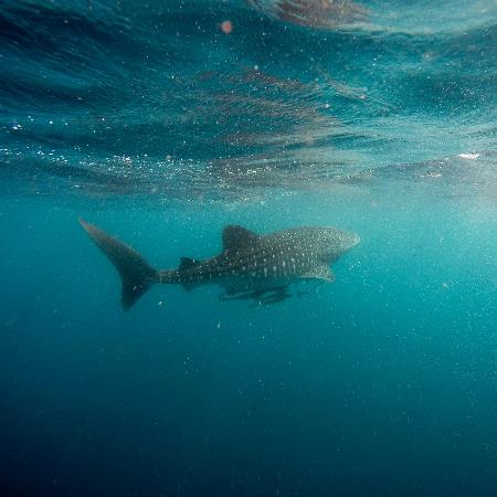 Tour de Nado con Tiburón Ballena Saliendo de Cozumel